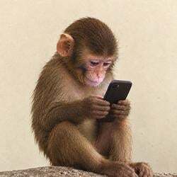 FONE